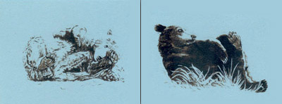 Van Devi bear illustration cards